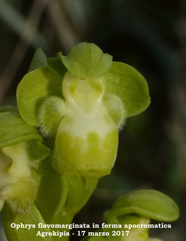 Cipro marzo 2017 : le orchidee di Venere.